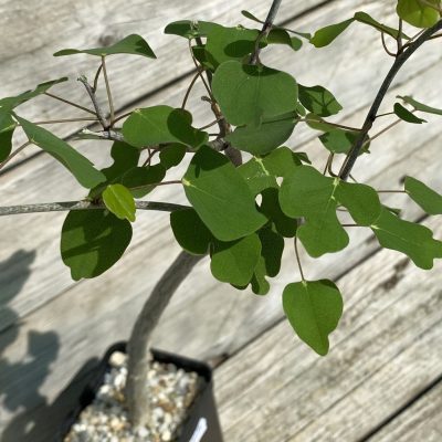 SH39175 Adenia olaboensis