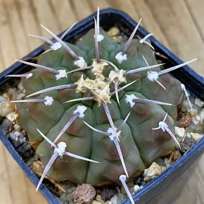 SH1480 Gymnocalycium vatteri