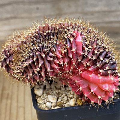SH1970 Gymnocalycium mihanovichii variegata f. cristata, seedling