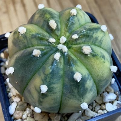 SH2056 Astrophytum asterias f. variegata