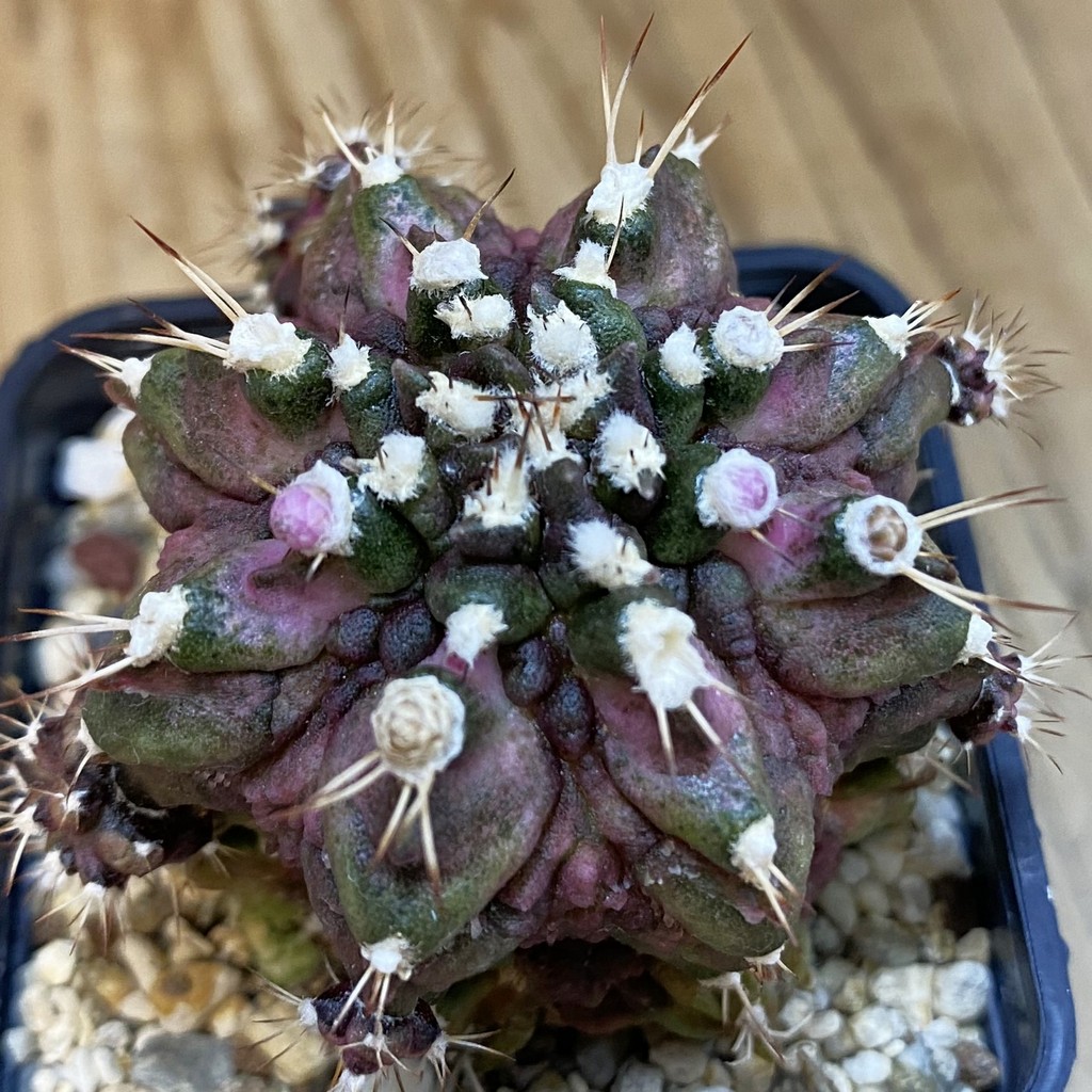 SH2184 Gymnocalycium mihanovichii T-rex hybrid, seedling