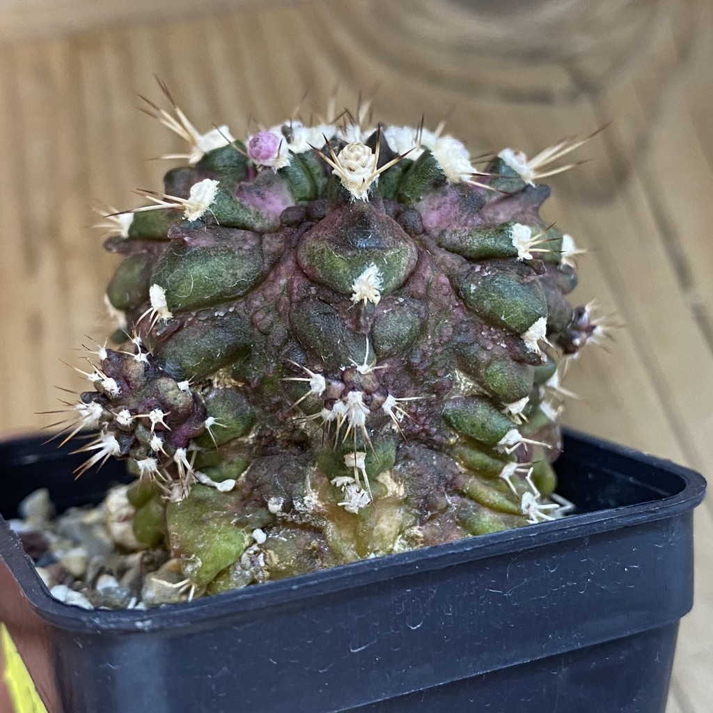SH2184 Gymnocalycium mihanovichii T-rex hybrid, seedling - Image 2