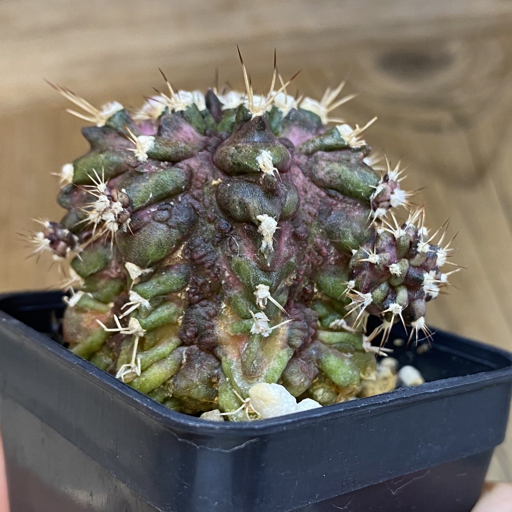SH2184 Gymnocalycium mihanovichii T-rex hybrid, seedling - Image 3