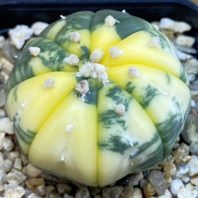 SH2305 Astrophytum asterias f. variegata