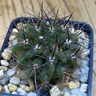 VVG2408 Neochilenia crispa  , seedling