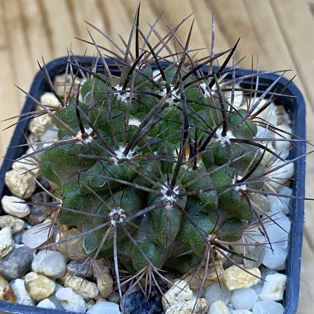 VVG2408 Neochilenia crispa , seedling
