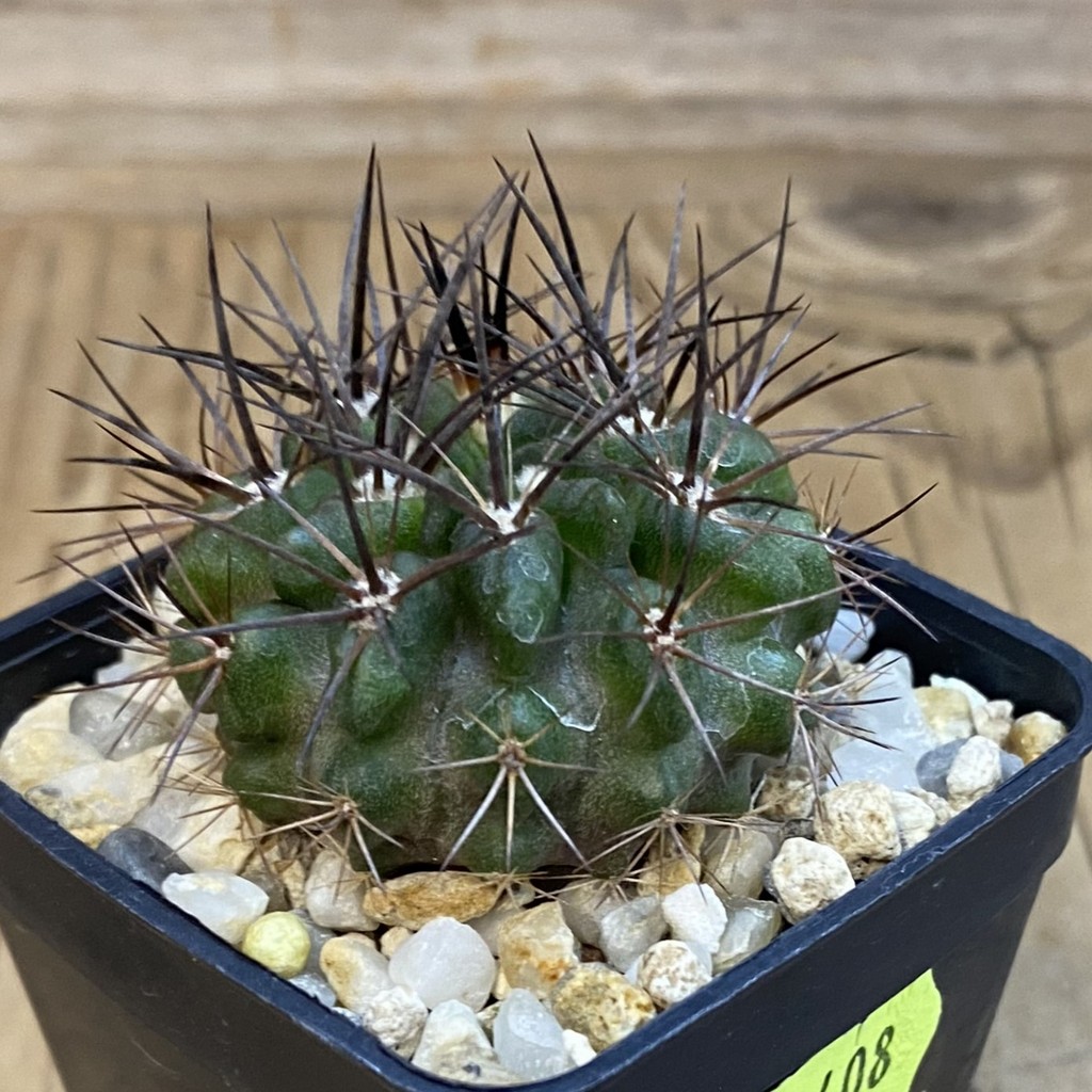 VVG2408 Neochilenia crispa , seedling - Зображення 2