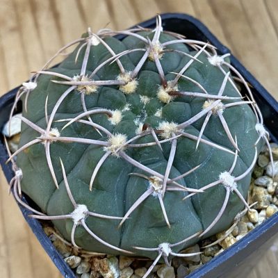 SH2449 Gymnocalycium ochoterenae VG 250