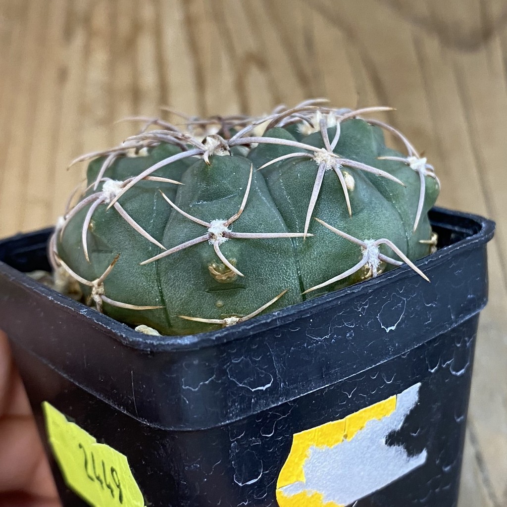 SH2449 Gymnocalycium ochoterenae VG 250 - Image 2