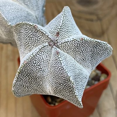 SH2471 Astrophytum myriostigma ‘Onzuka' 2 plants, seedling