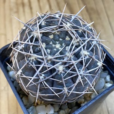 SH3021 Gymnocalycium borthii ssp. nogolense VG 412