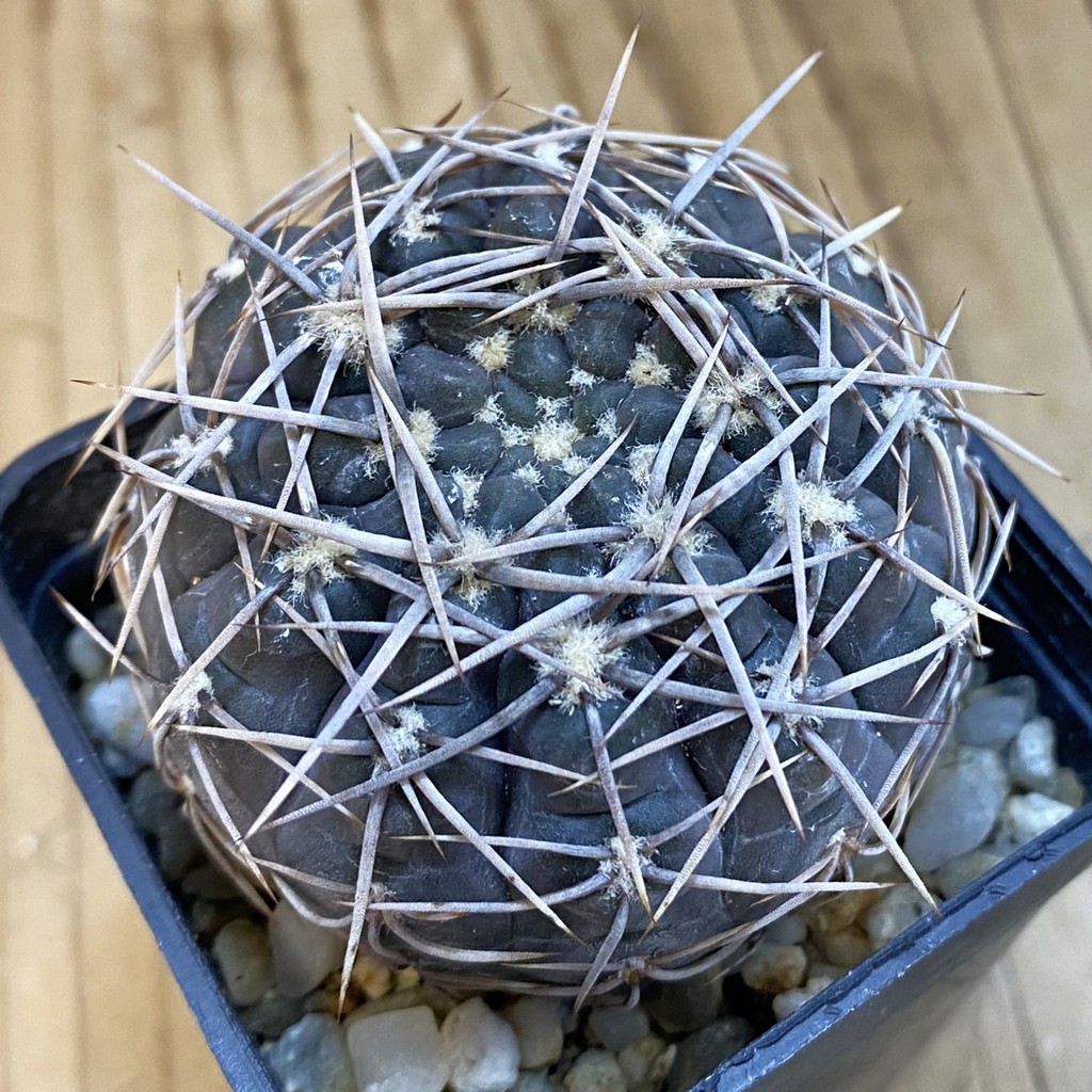 SH3021 Gymnocalycium borthii ssp. nogolense VG 412