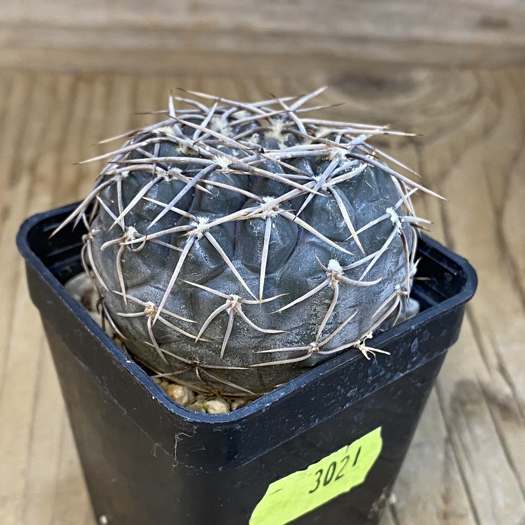 SH3021 Gymnocalycium borthii ssp. nogolense VG 412 - Зображення 2
