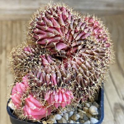 SH3222 Gymnocalycium mihanovichii variegata f. cristata
