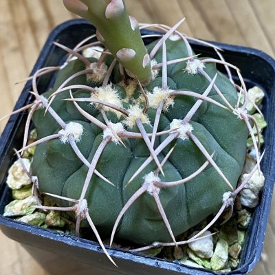 SH414 Gymnocalycium ochoterenae VG 250