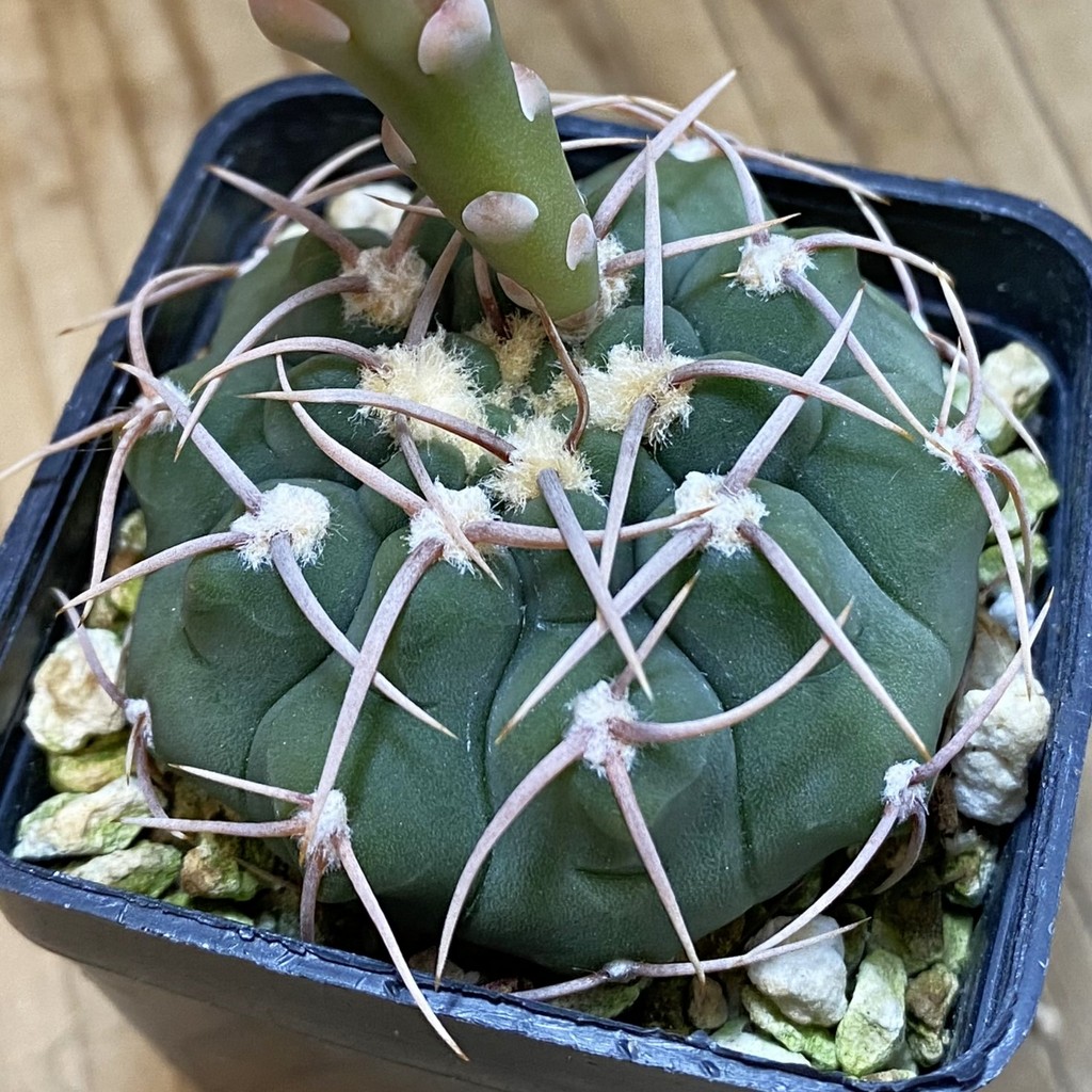 SH414 Gymnocalycium ochoterenae VG 250