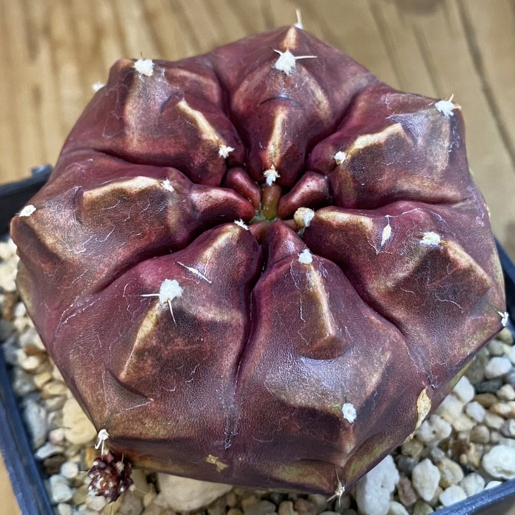 SH3761 Gymnocalycium mihanovichii ‘Day Dream’, seedling