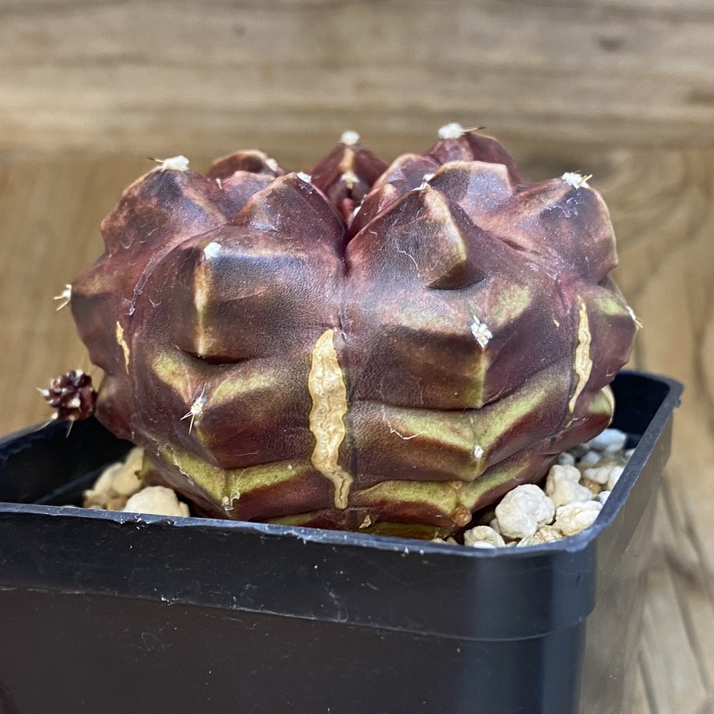 SH3761 Gymnocalycium mihanovichii ‘Day Dream’, seedling - Зображення 2