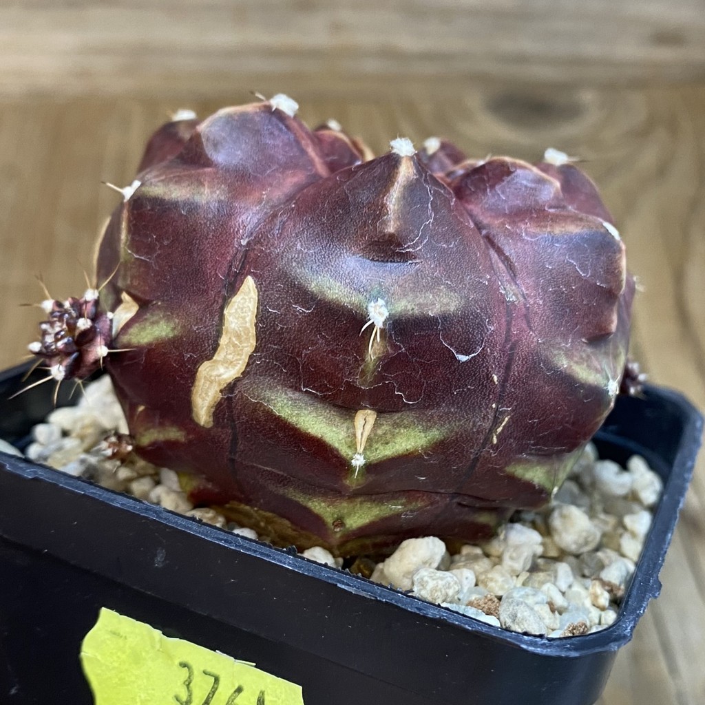 SH3761 Gymnocalycium mihanovichii ‘Day Dream’, seedling - Зображення 3