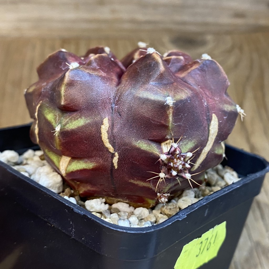 SH3761 Gymnocalycium mihanovichii ‘Day Dream’, seedling - Зображення 4