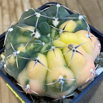 SH3237 Gymnocalycium stellatum f. variegata, seedling