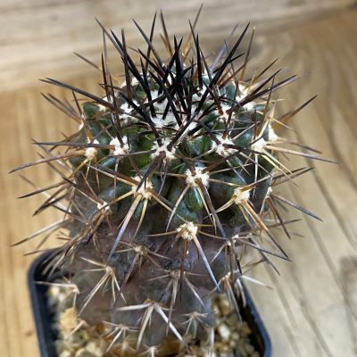 SH3299 Copiapoa aff. echinoides, grafted