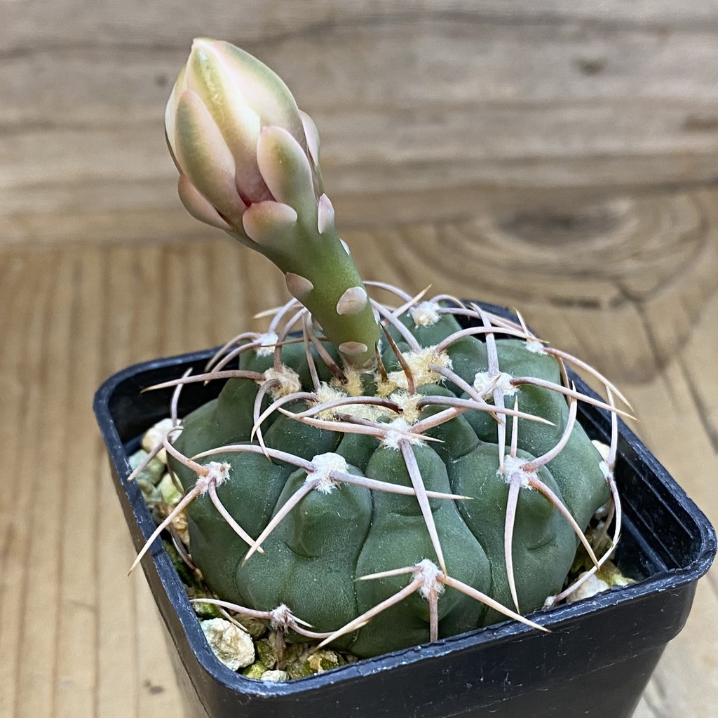 SH414 Gymnocalycium ochoterenae VG 250 - Зображення 2