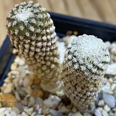SH3415 Pelecyphora strobiliformis 2 plants, seedling