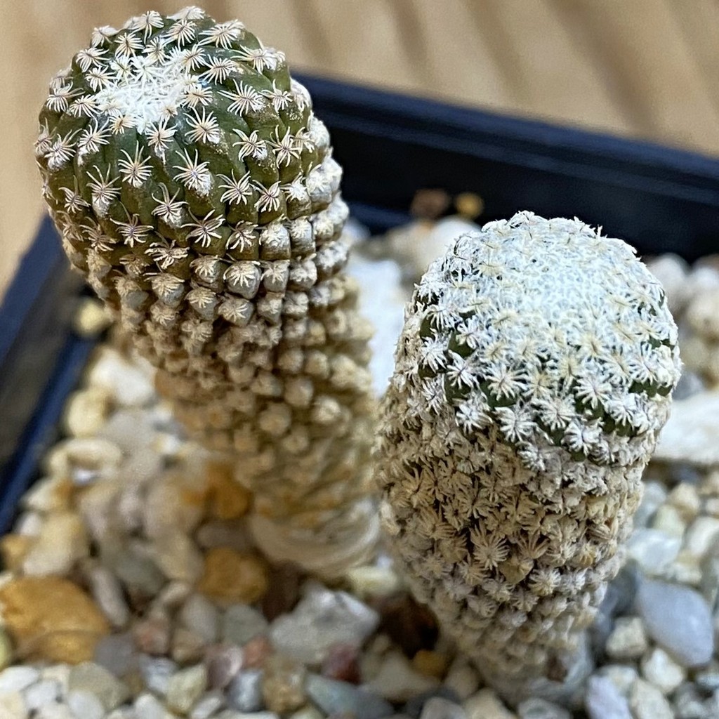 SH3415 Pelecyphora strobiliformis 2 plants, seedling