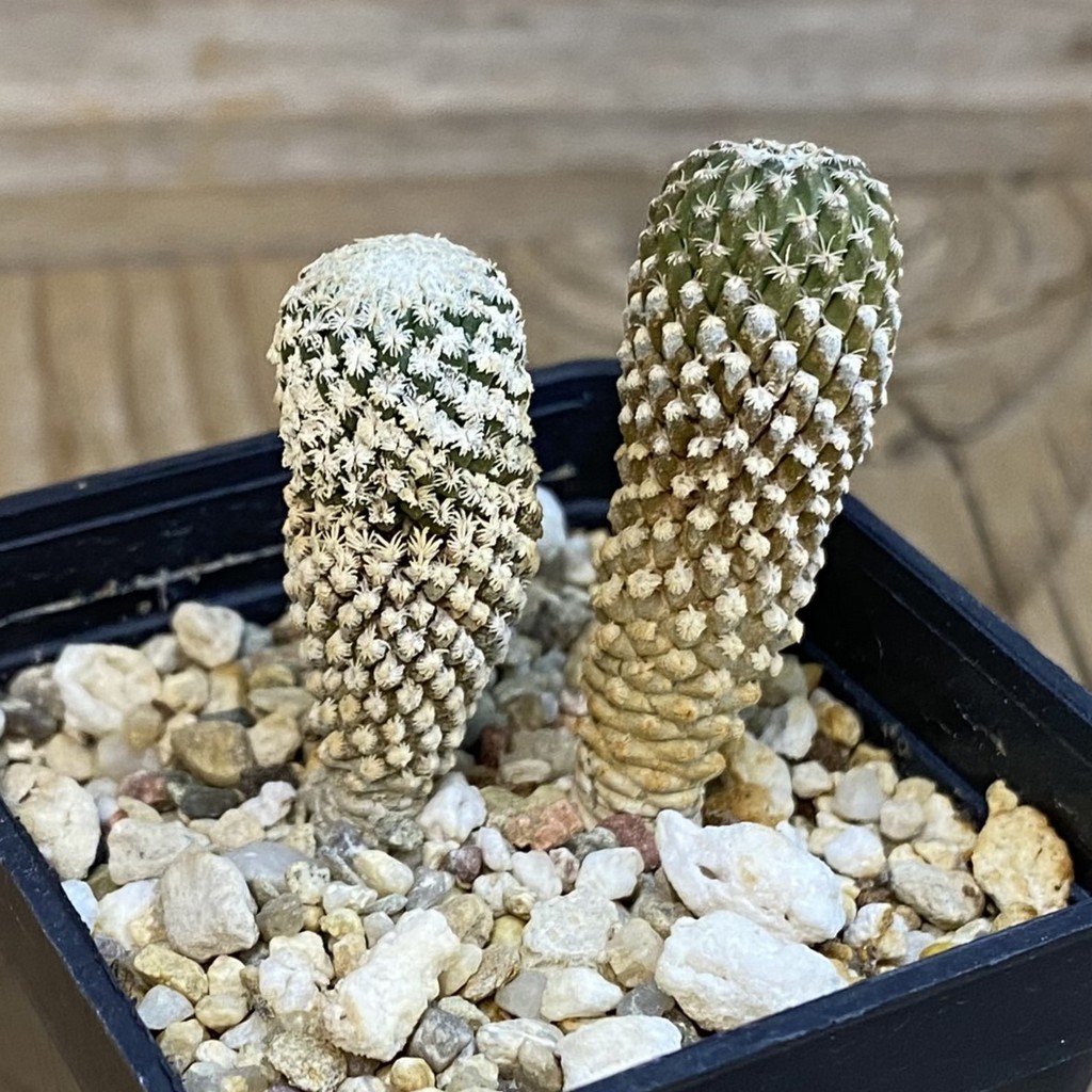 SH3415 Pelecyphora strobiliformis 2 plants, seedling - Зображення 2