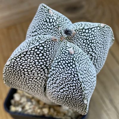SH3671 Astrophytum myriostigma 'Onzuka'  f. quadricostatum