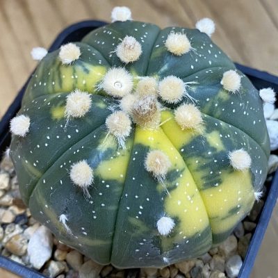 SH3757 Astrophytum asterias f. variegata