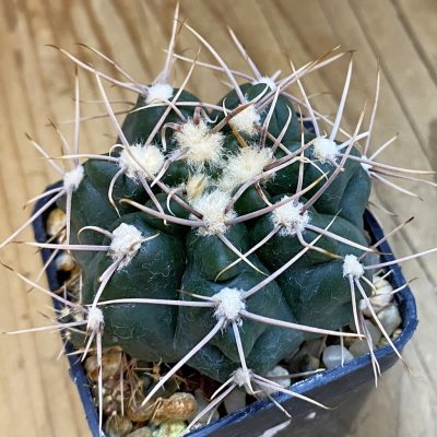 SH3895 Gymnocalycium sp. TOM 775/1, El Potrero 1189 m., Argentina
