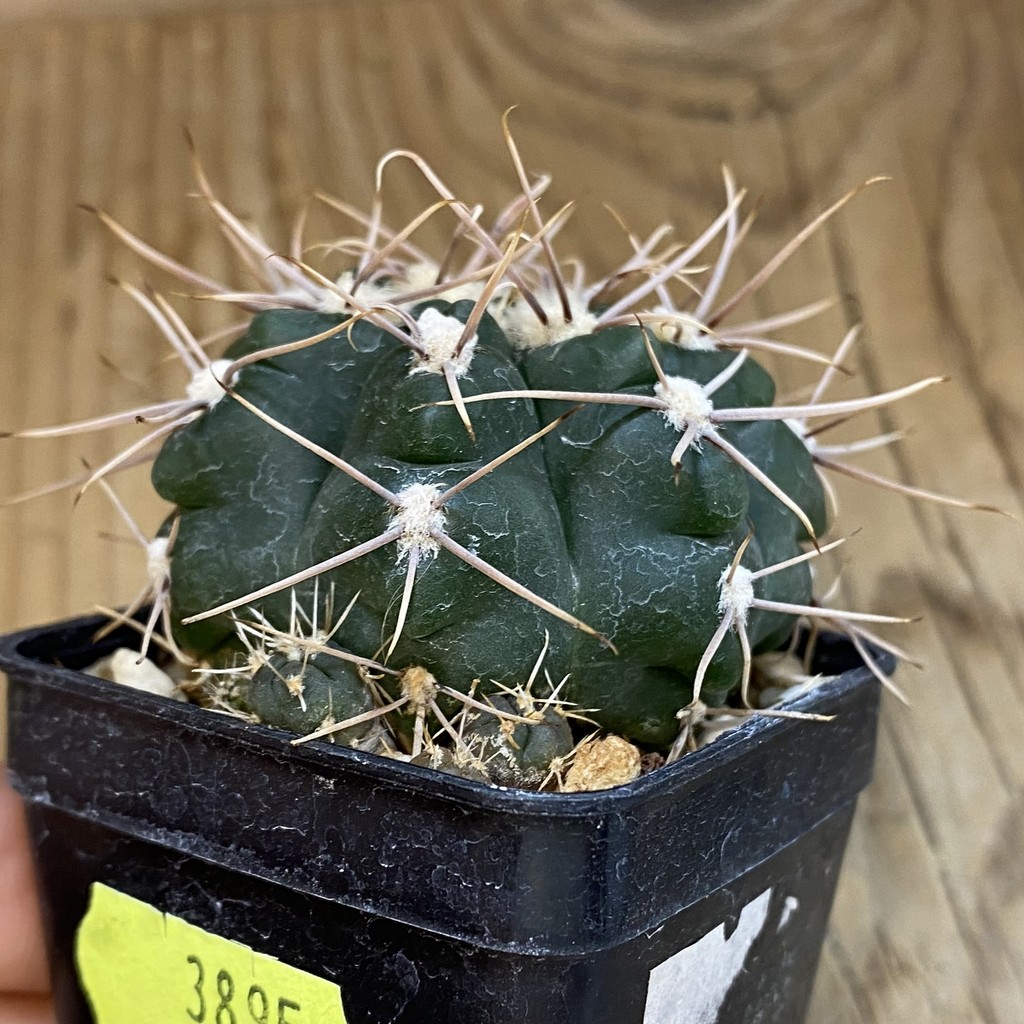 SH3895 Gymnocalycium sp. TOM 775/1, El Potrero 1189 m., Argentina - Зображення 2