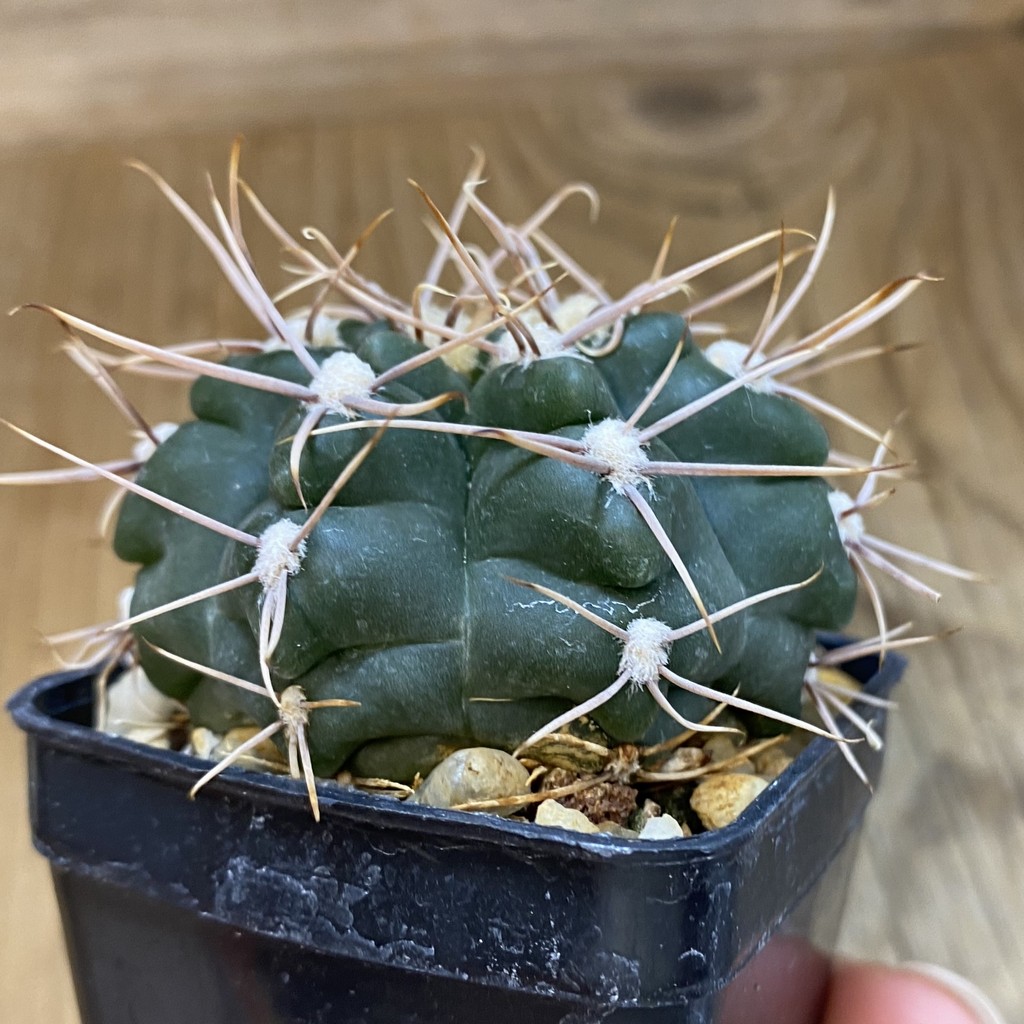 SH3895 Gymnocalycium sp. TOM 775/1, El Potrero 1189 m., Argentina - Зображення 3