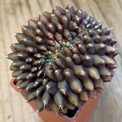 SH4107 Gymnocalycium mihanovichii ‘inermis’ f. cristata
