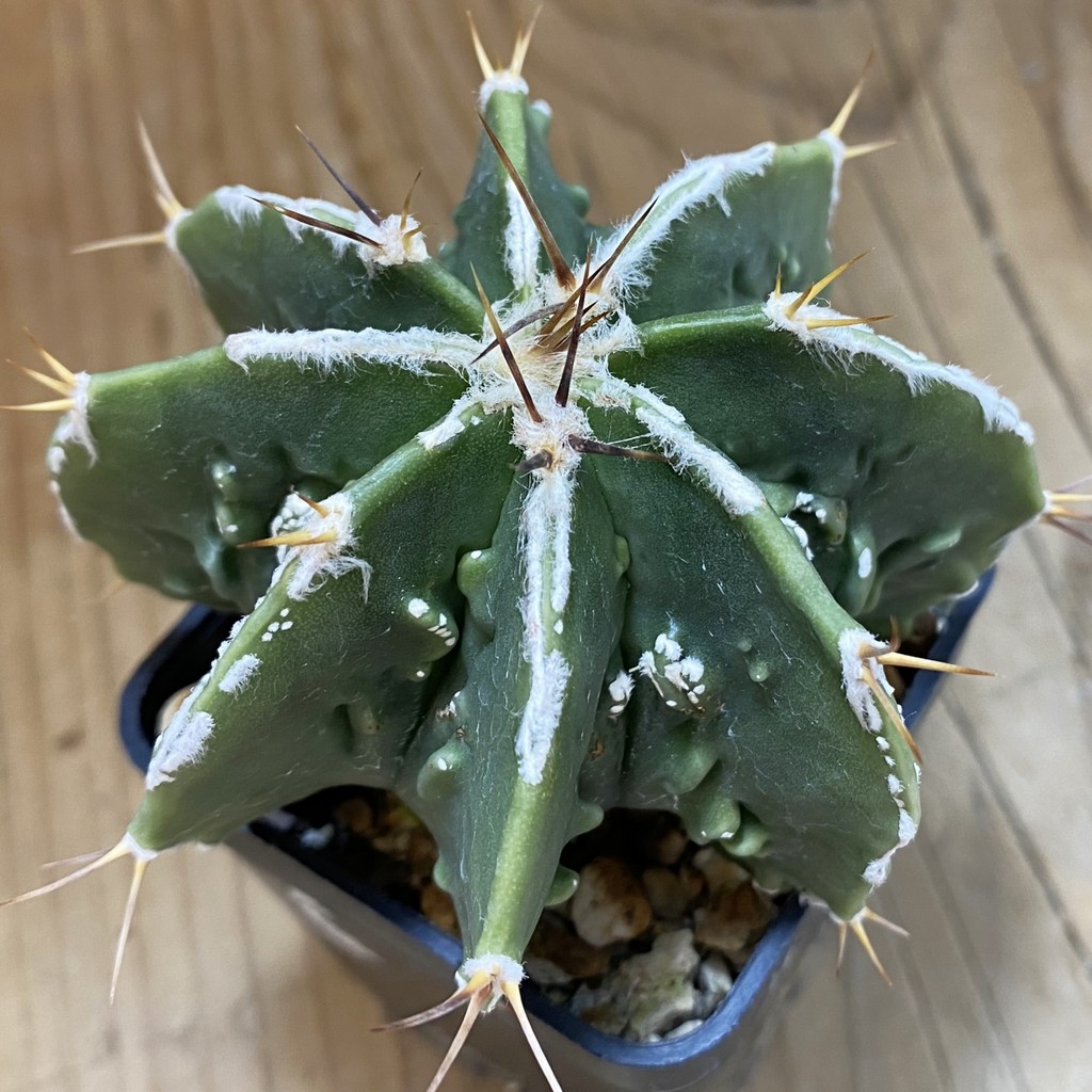 SH419 Astrophytum ornatum 'Fukuryu'