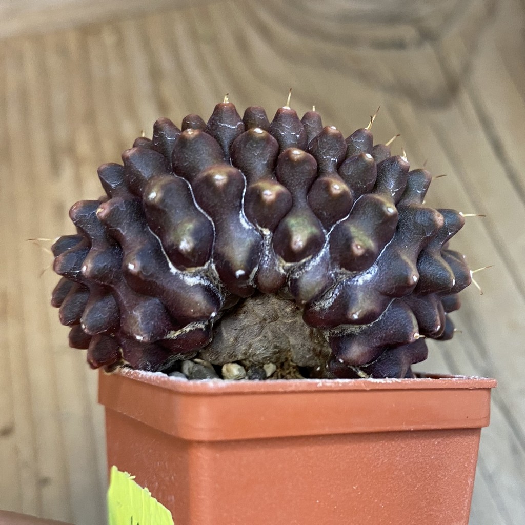 SH4107 Gymnocalycium mihanovichii ‘inermis’ f. cristata - Зображення 2