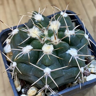 SH4309 Gymnocalycium sp. (gaponii aff.) TOM 775/1, El Potrero 1189 m., Argentina
