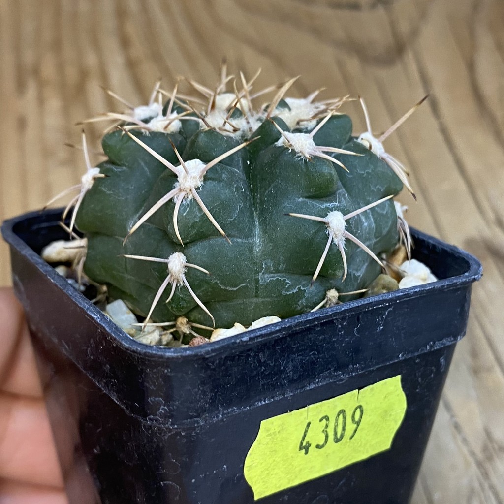 SH4309 Gymnocalycium sp. (gaponii aff.) TOM 775/1, El Potrero 1189 m., Argentina - Зображення 2
