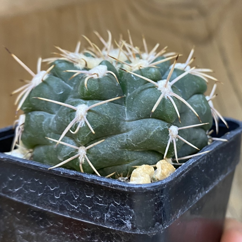 SH4309 Gymnocalycium sp. (gaponii aff.) TOM 775/1, El Potrero 1189 m., Argentina - Зображення 3