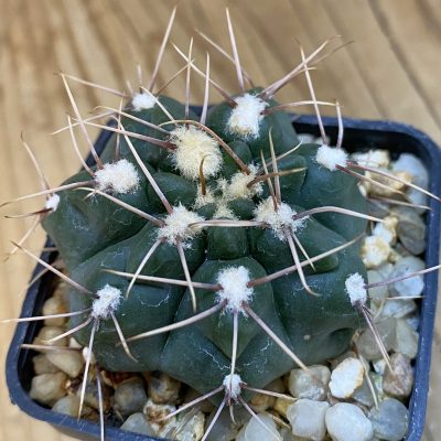 SH4310 Gymnocalycium sp. (gaponii aff.) TOM 775/1, El Potrero 1189 m., Argentina