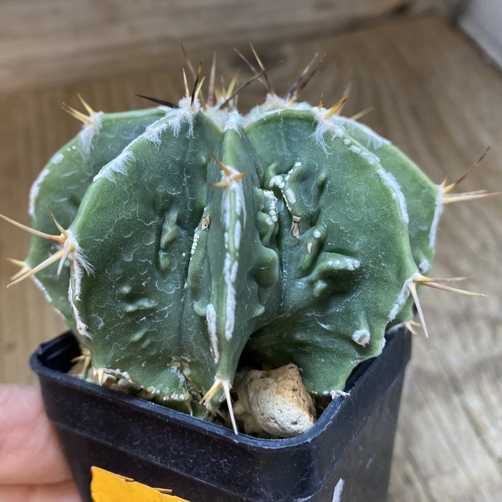 SH419 Astrophytum ornatum 'Fukuryu' - Зображення 2
