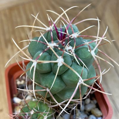 SH4360 Thelocactus hexaedrophorus