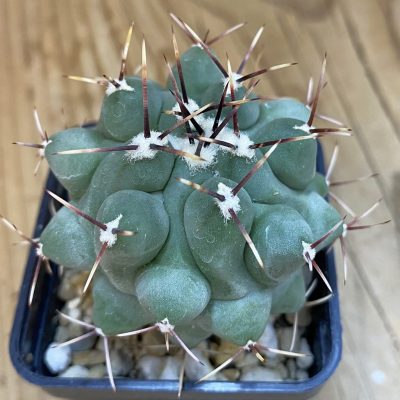SH4363 Thelocactus hexaedrophorus v. fossulatus