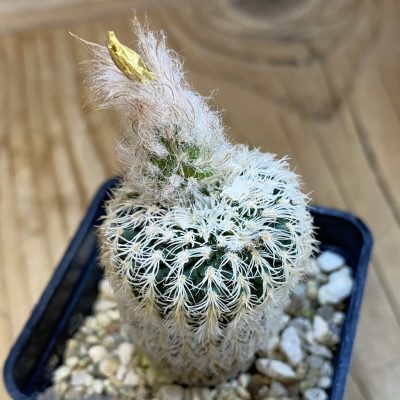 SH4375 Frailea densispina