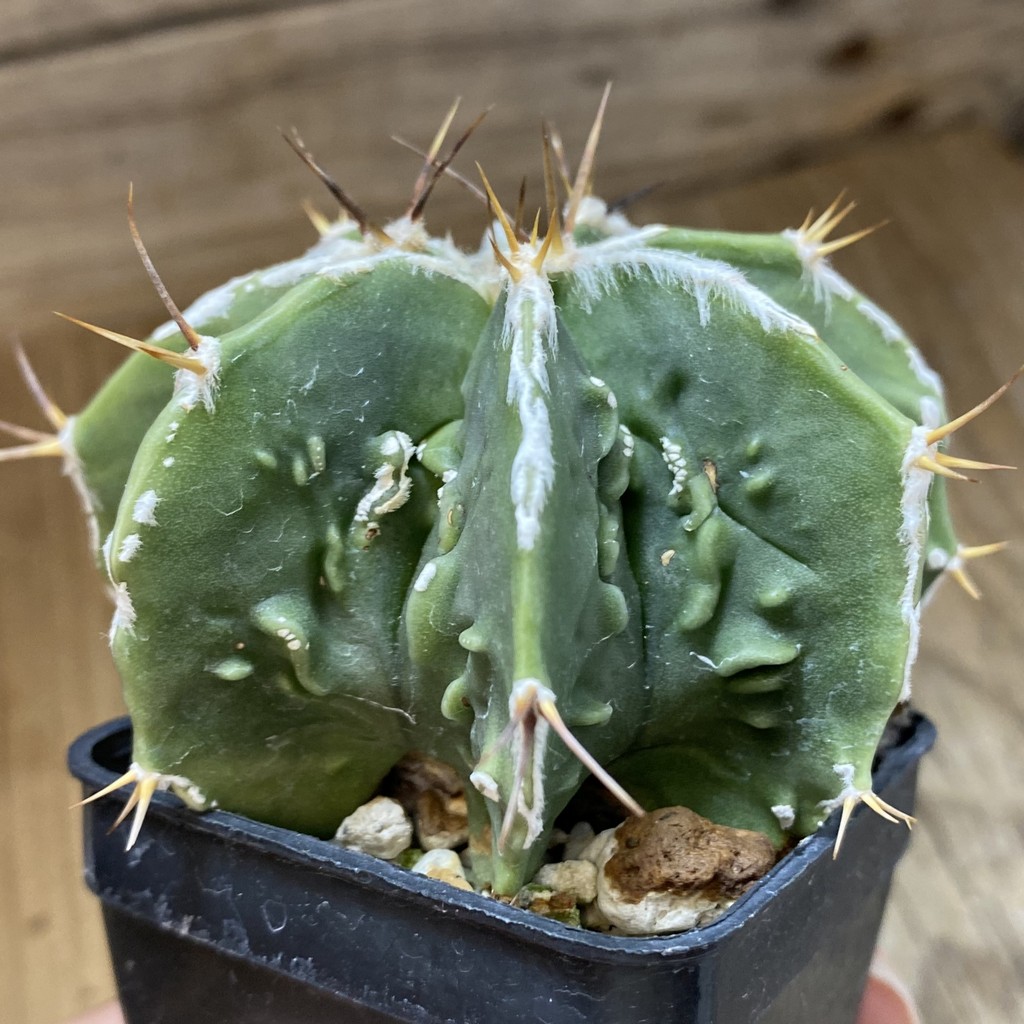 SH419 Astrophytum ornatum 'Fukuryu' - Зображення 3