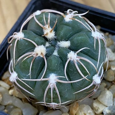 SH4398 Gymnocalycium sp. MM650