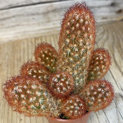 SH4551 Mammillaria elongata v. rubrispina