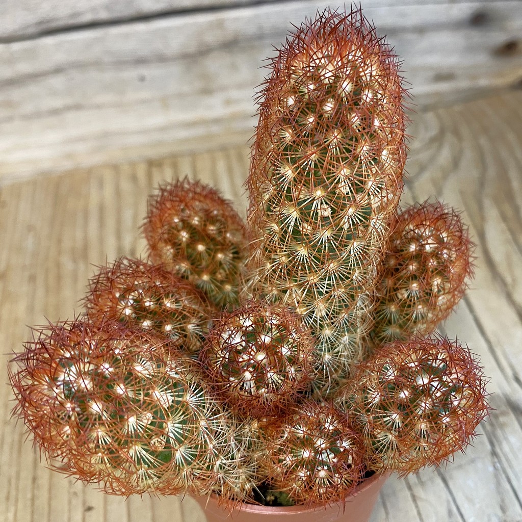 SH4551 Mammillaria elongata v. rubrispina